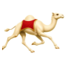 Camel racing