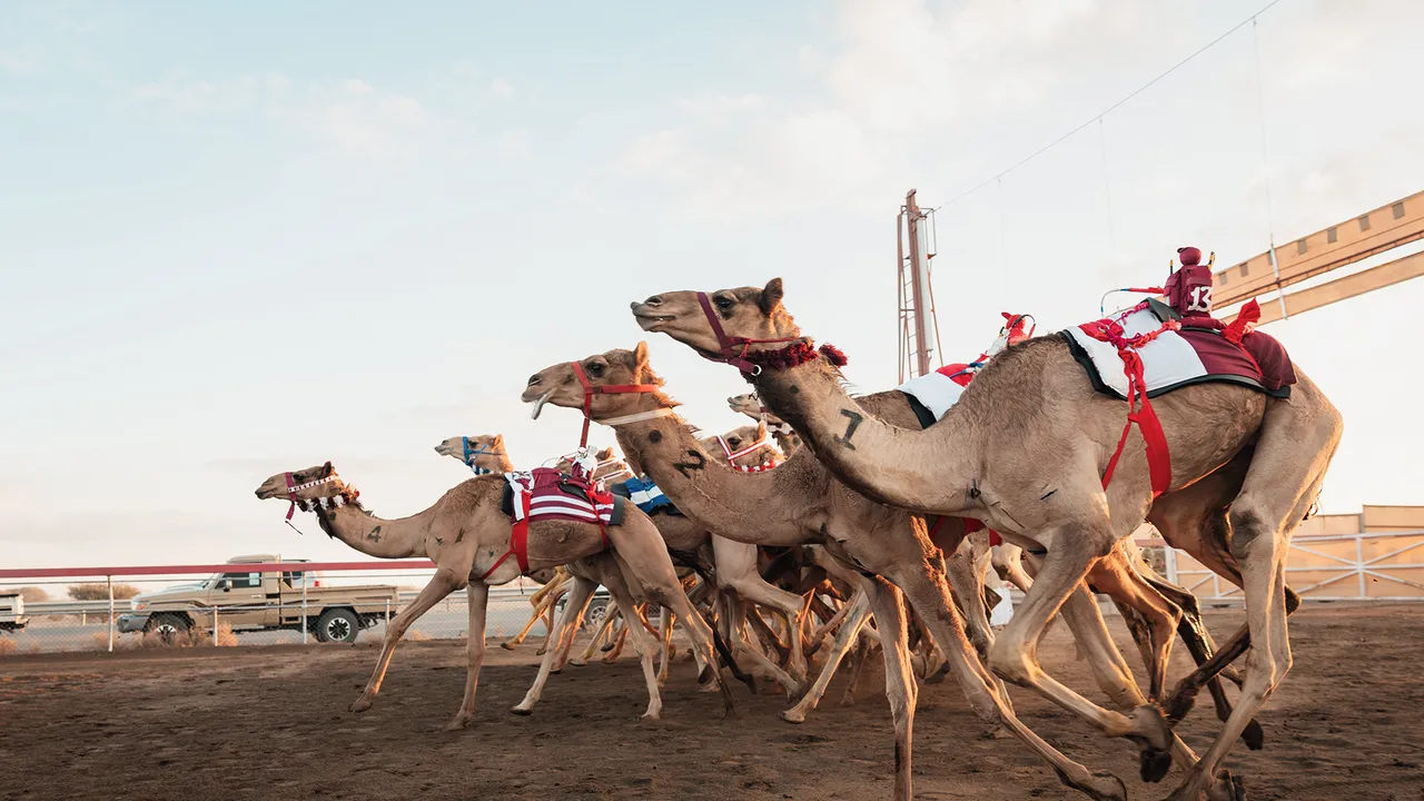 camel-racing-photo