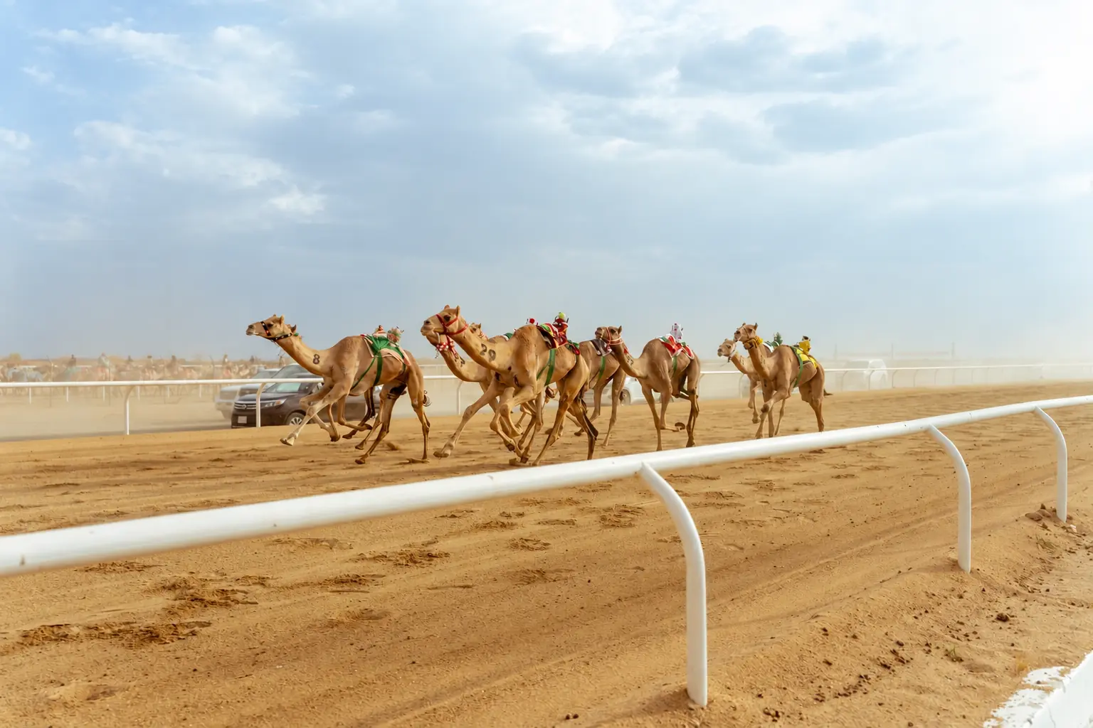 camel-racing-photo
